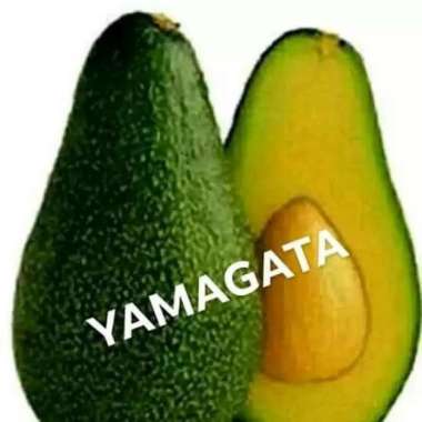 Bibit Alpukat Yamagata