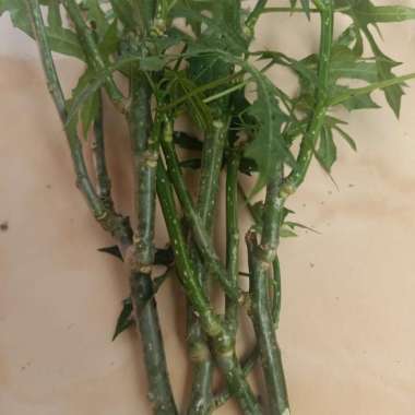 jual bibit stek batang pepaya Jepang per 25 bibit