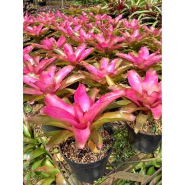 Tanaman Hias Bromelia Pink Grass - Plantstara