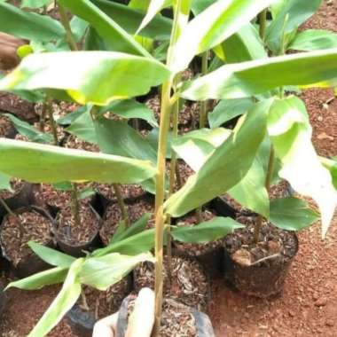 tanaman herbal pohon lempuyang