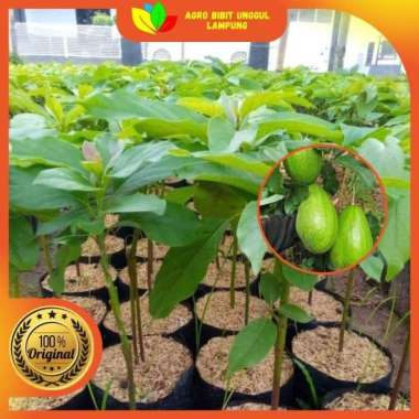 Bibit Alpukat Mentega Jumbo Asli Tanaman Okulasi Cepat Berbuah
