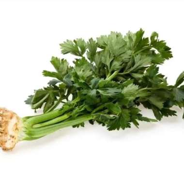 Benih seledri isi ratusan bibit