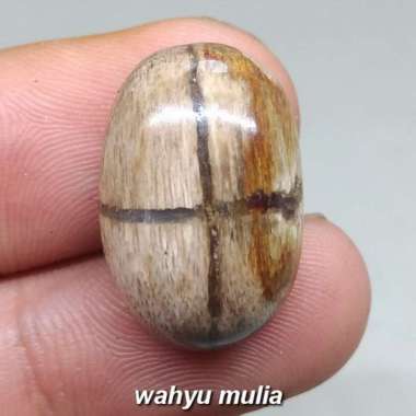 Batu Akik Tapak Jalak Fosil kayu Jati Asli (Kode 1195) Coklat