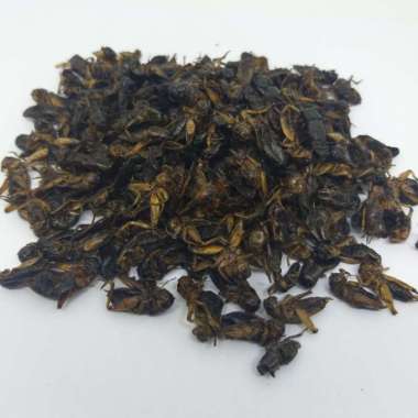 JANGKRIK KERING 250 GRAM MAKANA IKAN BURUNG REPTIL