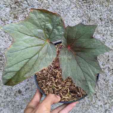 Begonia Connie Boswell | Undefined Begonia Tanaman Hias