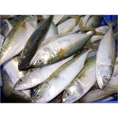 Ikan Kembung Layang 500 Gram