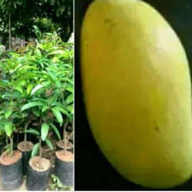 bibit mangga chokanan