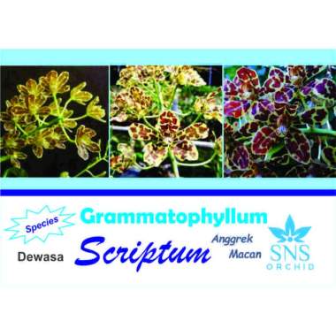 Anggrek Macan Dewasa Siap Bunga Grammatophyllum Scriptum Species Unik Spesi