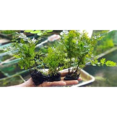 TANAMAN AQUASCAPE BOLBITIS PAKIS