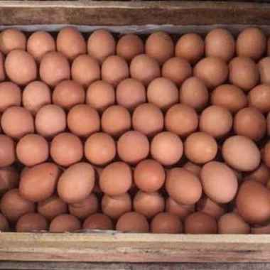 Telur Ayam Negeri 1 Peti @15kg