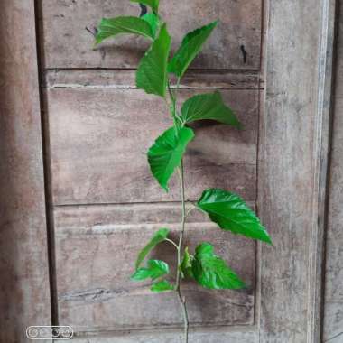 Bibit Buah Murbei Cepat Berbuah Tunas bibit