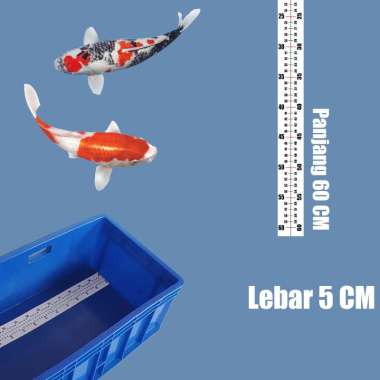 Stiker Ukur Ikan Koi/ Stiker Bak Ukur 60 CM