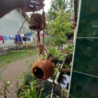 glodok batok kelapa burung lovebird sabut kelapa gantung