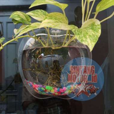 AQUARIUM DINDING / TEMPEL / AQUARIUM IKAN HIAS / AQUARIUM TANAMAN HIAS ATAU BUNGA / AQUARIUM CUPANG 