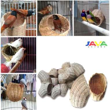 sarang burung finch Kenari blacktroath sanger emprit