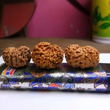 jenitri bodongan garis 12 mukhi 12