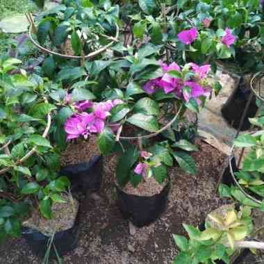 Tanaman hias bugenvil - bibit bugenvil - pohon bugenvil