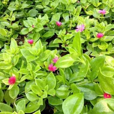 Tanaman hias Ganting Rambat Gerbera bunga pink