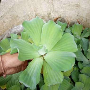 tanaman air apu-apu, eceng gondok mini