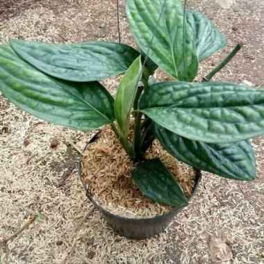 tanaman gantung sirih badak - pohon sirih