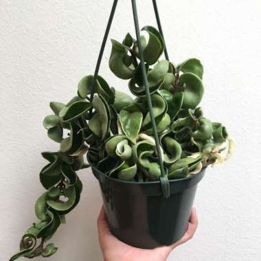 tanaman hias hoya compakta - hoya curly