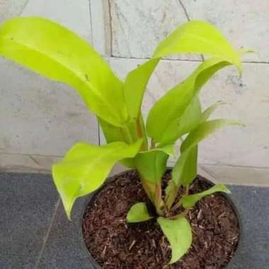 tanaman hias sirih gading centong