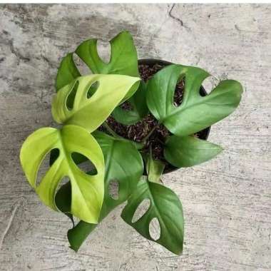 Tanaman Hias Monstera Rhapidopora