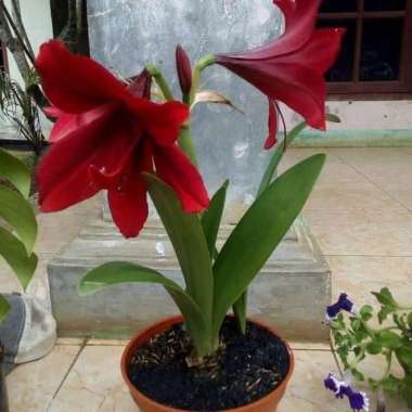 tanaman hias amarilys merah - bunga amarilis merah