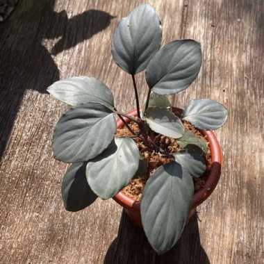 Rare item - tanaman homalomena metalic red - homalomena red silver