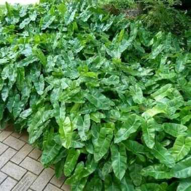 Philo Brekele - tanaman khusus vertical garden indoor