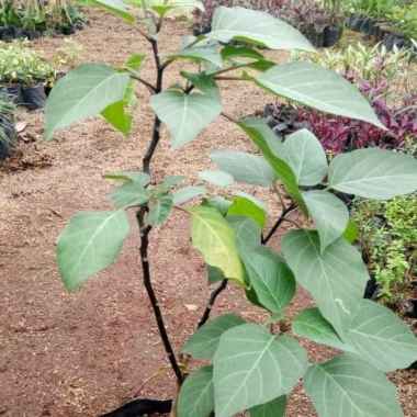 Tanaman hias kecubung bunga ungu - Bibit tanaman kecubung