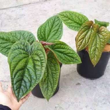 tanaman hias anthurium sirih bibit Berkualitas