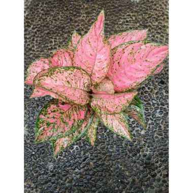 tanaman hias Aglonema Ruby Pink