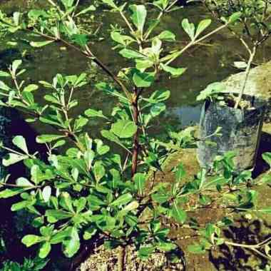 Ketapang Kencana Mini Tanaman Peneduh