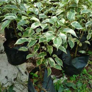 tanaman hias beringin putih - beringin varigata