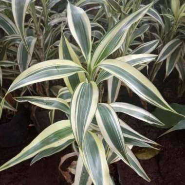 Tanaman Hias Bambu Sri Rejeki Varigata Putih