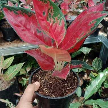 Tanaman Hias Aglonema Suksom - Aglonema Suksom