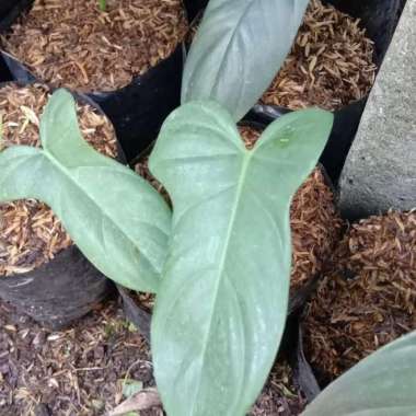 Tanaman Philodendron violin