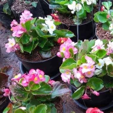tanaman hias gantung begonia bunga pink