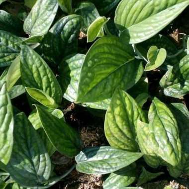 Tanaman Hias Rambat Monstera Karstenianum