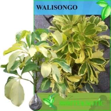 Tanaman Hias Wali Songo Varigata