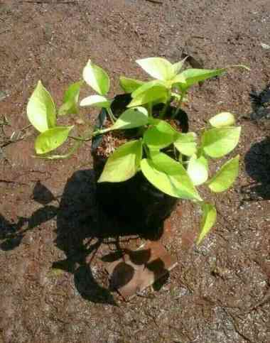 tanaman hias sri gading lemon - tanaman gantung sri gading