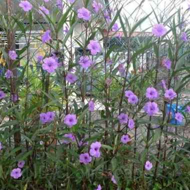 Tanaman Hias Pohon Ruellia Ungu - Roellia