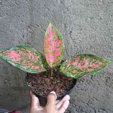 Tanaman Aglonema Venus | Bibit Tanaman aglonema |