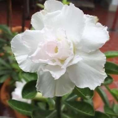 Paket 3 Adenium - bibit tanaman bunga Adenium Kamboja