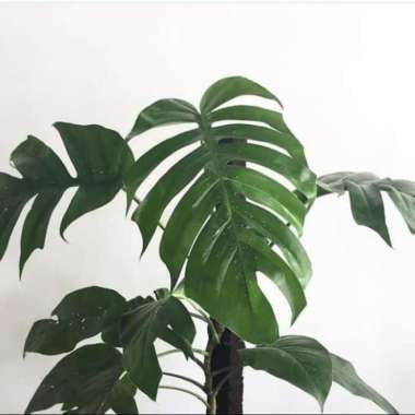 Tanaman Hias Monstera Epipremnum Pinnatum Big Size