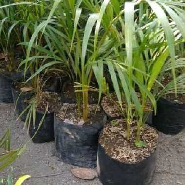 tanaman hias palem kuning - pohon palem kuning