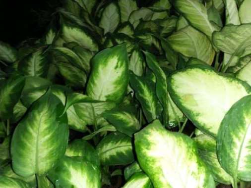 tanaman hias aglonema blanceng susu