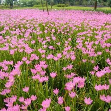Tanaman Hias Lily Hujan - Tanaman Rain Lily - Zephyrantes