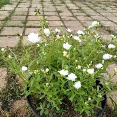 _ Menjual Produk Bibit Bunga Krokot Putih - Bunga Krokot Jambul -